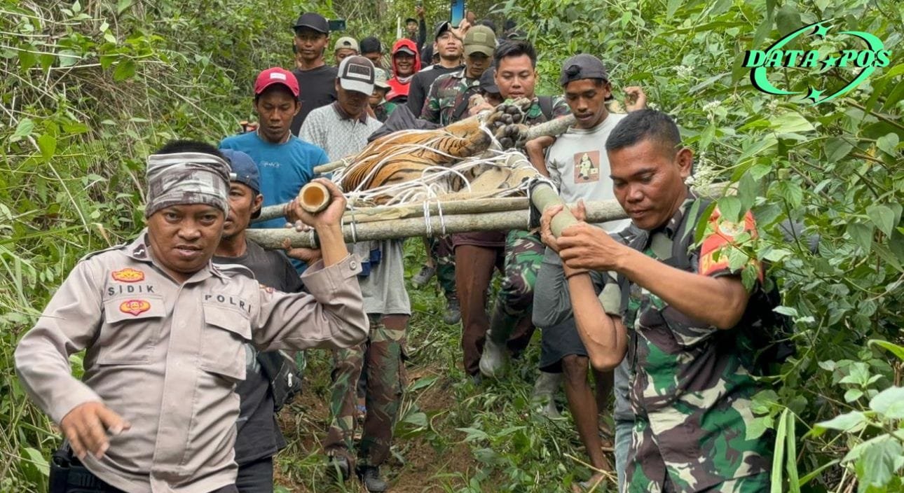 Polres Lambar dan Tim Gabungan Sukses Evakuasi Harimau Liar