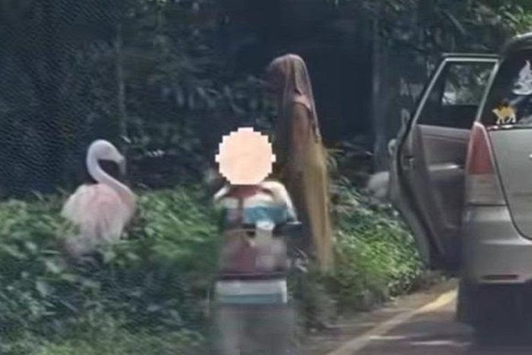 di Duga Pengunjung Langgar Aturan, Taman Safari Bogor Perketat Pengawasan