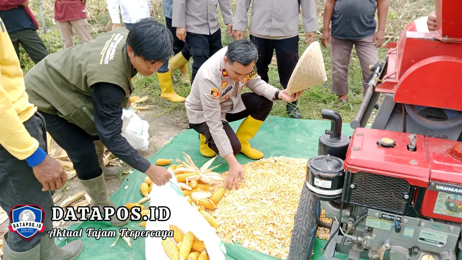 Polres Ogan Ilir Melalui Polsek Muara Kuang Dukung Ketahanan Pangan, Hadiri Panen Jagung di Desa Tanjung Miring