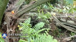 Maraknya Pencurian Buah Kelapa Sawit di SP4 Embacang Permai, Warga Soroti Kinerja KUD Jadi Mandiri dan PAM