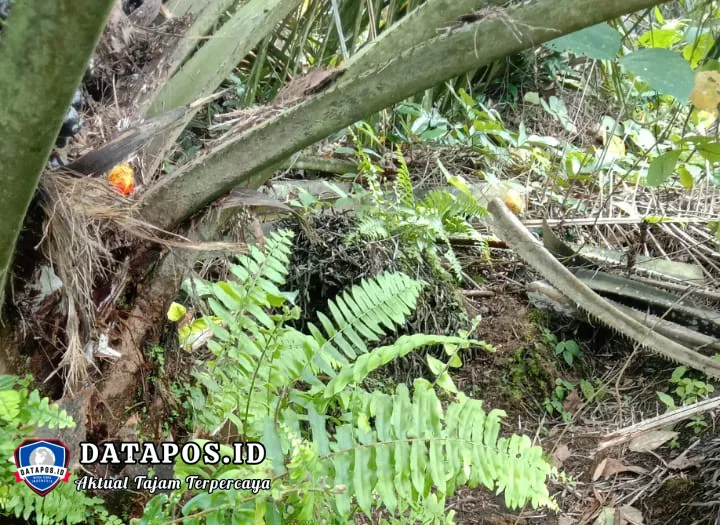 Maraknya Pencurian Buah Kelapa Sawit di SP4 Embacang Permai, Warga Soroti Kinerja KUD Jadi Mandiri dan PAM